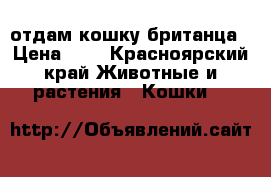 отдам кошку британца › Цена ­ 1 - Красноярский край Животные и растения » Кошки   